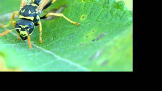 Französische Feldwespe Polistes dominula wwwTierportraetch [upl. by Barrus]