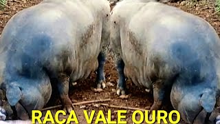 PORCO CARUNCHO RAÇA ANTIGA VALE OURO EM EXTINÇÃO [upl. by Janiuszck839]