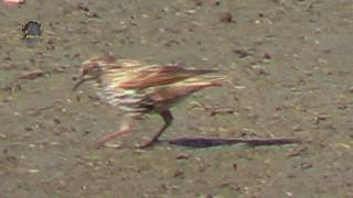 ÉTOURNEAU SansonnetJuvénileSturnus vulgaris  BRUITX [upl. by Eednac]