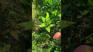 Miyazaki Mango plants nursery viral everyone best youtube indian world all plants fruit [upl. by Atteiram]