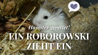 Video veraltet Hamster gerettet Ein Roborowski Zwerghamster zieht ein ❤ September 2016  Nana [upl. by Sul242]