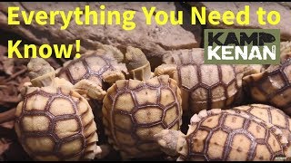 The ULTIMATE SULCATA Tortoise Care INSTRUCTIONS  Kamp Kenan S3 Episode 34 [upl. by Bitthia]