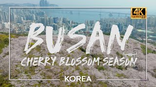 Korea🇰🇷 See Cherry Blossoms In Busan  부산 벚꽃  4K 60p Drone [upl. by Yetac]