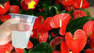 1 Cup A Week Anthuriums Grow Faster And Bloom 800 More [upl. by Areval]