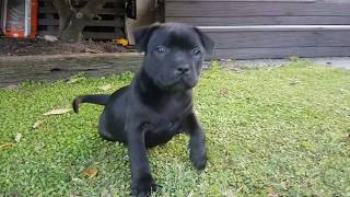 8 week old Staffy Puppy [upl. by Fachan]