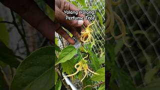 Cananga odorata known as ylangylang or Perfume Tree garden flowers [upl. by Apfel]