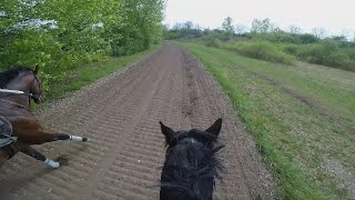 Gallop Sparing with FAST Speed average 55 KmH GOPRO 5 [upl. by Aicirtel]