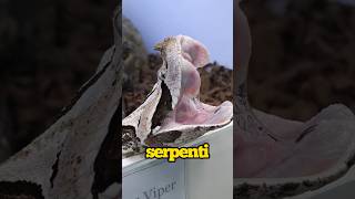 SE VEDI QUESTO SERPENTE SCAPPA [upl. by Ana]