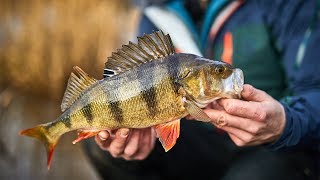 Aborre Fiskeri I Åen  Vinter english subtitles [upl. by Aaberg622]