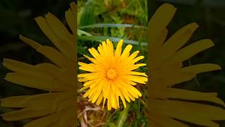 ¿Conocéis las propiedades del diente de león ✨ Taraxacum officinale [upl. by Herbert]