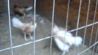 gallinas de pelea santamaria [upl. by Martina932]