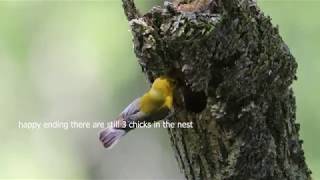 Prothonotary warbler feeding cowbird chick [upl. by Eenal663]