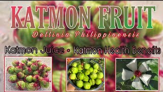 PICKING KATMON FRUIT  KATMON JUICE  KATMON HEALTH BENEFITS [upl. by Ydnec762]