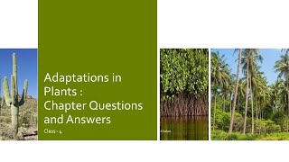 Adaptations in Plants  Questions and Answers  Class 4  Science Olympiad  Quick Revision [upl. by Lohman]