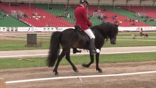 Helgnýr fra Pegasus Breeding WC Icelandic Horses IslandpferdeWM VM Islandshästar 2015 [upl. by Mello]