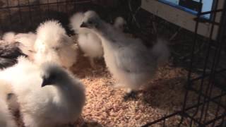 Silkie and Cochin hens 6 week update [upl. by Evangeline]