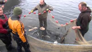 Premium Carp Fishing  Netting a Stock Pond [upl. by Aikcin]