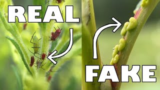 This Plant FAKES an Aphid Infestation [upl. by Mulcahy]