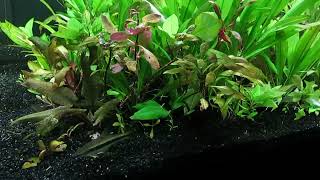 CO2 Injection for Red Aquatic Plants 112923 [upl. by Eciral]