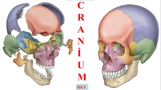 4 Neurocranium1 os frontaleos parietale os occipitale [upl. by Treulich109]