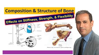 What are Bone Matrix Constituents Structural Organization Explained  Biomechanics  BME310 [upl. by Arlene468]