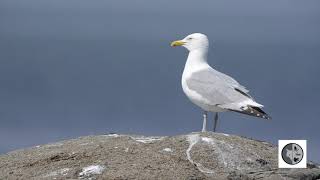 Cri du Goéland argentéCall of the Herring Gull [upl. by Droc]