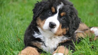 Understanding the Bernese Mountain Dog [upl. by Htrahddis]