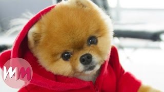 Top 10 Dog Breeds That Have The CUTEST Puppies [upl. by Alekram657]