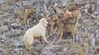 Sheep Dog Fends Off Entire pack of wolves by itself [upl. by Araas]