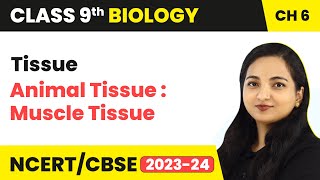 Animal Tissue  Muscle Tissue  Muscular Tissue  Tissue  Class 9 Biology Chapter 6  202324 [upl. by Earb363]