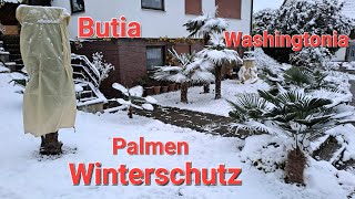 Winterschutz für Palmen 🌴 Washingtonia robusta Butia capitata Brahea Trachycarpus Exoten Palm [upl. by Balf527]