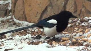 THE THIEVING MAGPIE  ROSSINI [upl. by Aserehs]