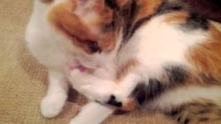 Cat Hannah grooming 8 minutes ASMR [upl. by Kravits]