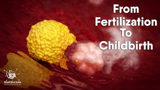 from fertilization to childbirth  3d medical animation  by Dandelion Team [upl. by Liamsi40]