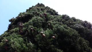 Cupressus sempervirens Stricta seed pods  Italian Cypress HD 01 [upl. by Yrrol649]