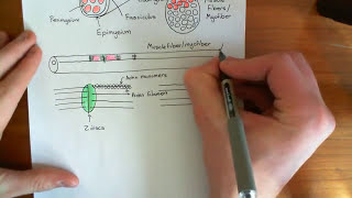 Skeletal Muscle Contraction Part 1 [upl. by Biddick506]