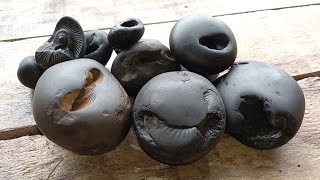 Shaligram shila  different kinds of 11 pic shaligram  gandaki river shaligram [upl. by Yentiw179]