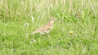 Woodlark at the Warren Spurn 8523 [upl. by Nosliw176]