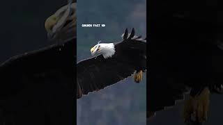 Eagle eating fish on flying Amazingvideo GOLDENFactHD [upl. by Haduhey]