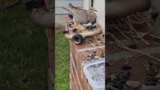 A Dove built a nest on my house pt 4 making friends cuteanimals wildbird birdnest wildlife [upl. by Taub]