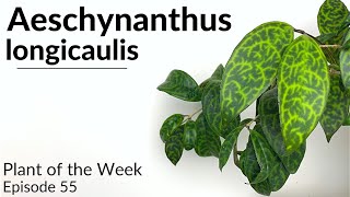 How To Care For Aeschynanthus longicaulis Black Pagoda Lipstick Plant  Plant Of The Week Ep 55 [upl. by Ivor751]