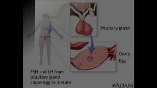 Pituitary Hormones [upl. by Hogle]