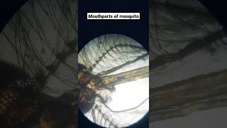 Mouthparts of mosquitozoologist zoologynotes bsc3rdyear practical trending shorts reels [upl. by Belak]