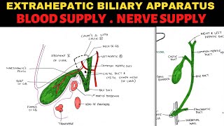 Development of Liver and Biliary System  Dr Ahmed Farid [upl. by Ensoll]