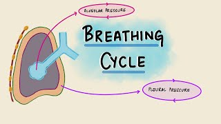 Breathing Cycle Physiology  Pressure amp Volume Changes During Respiration  Respiratory Physiology [upl. by Llenrev763]