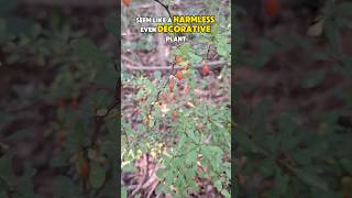 Japanese Barberry The Invasive Plant Taking OverJapaneseBarberry InvasiveSpecies Ticks [upl. by Peggy]