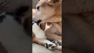 This Pup Is In Love With His Blind Foster Kittens  The Dodo [upl. by Tigges]