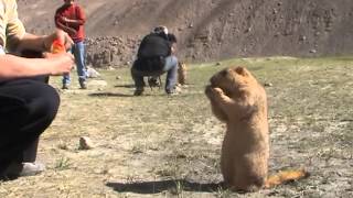 Himalayan Marmots [upl. by Anirbas]