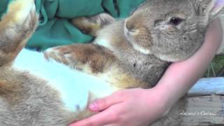 Big Flemish Giant Bunny Rabbit and Girl [upl. by Anitsenre534]