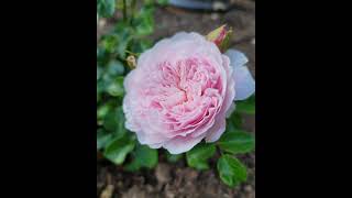 Eustacia Vye amp Gabriel Oak  My David Austin garden roses in Southern California zone 10a [upl. by Eidac565]